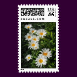 shasta daisies