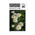 shasta daisies postage