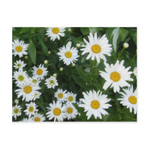 Shasta Daisies postcards by gmlehmann Shasta Daisies postcards