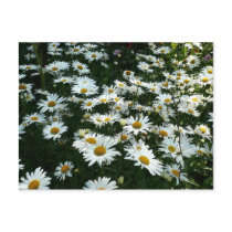 Shasta Daisies postcards by artberry Shasta Daisies postcards