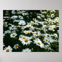 Shasta Daisies Print
