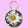 Shasta Daisy (Chrysanthemum maximum)