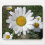 Shasta Daisy (Chrysanthemum maximum)