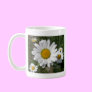 Shasta Daisy (Chrysanthemum maximum)