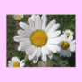 Shasta Daisy (Chrysanthemum maximum)