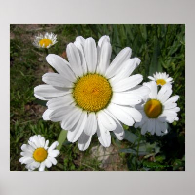 Shasta+daisies+pictures