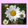 Shasta Daisy (Chrysanthemum maximum) Posters
