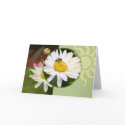Shasta Daisy Greeting Card by okawastudios Shasta Daisy Greeting Card