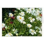 Shasta Daisy Greeting Card