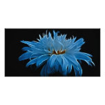 Shasta daisy love and meaning photo card