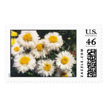Shasta Daisy postage