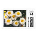 Shasta Daisy postage by renayt Shasta Daisy postage