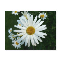 Shasta Daisy postcards by artberry Shasta Daisy postcards