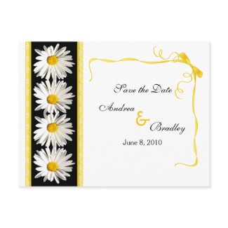 Shasta Daisy 
