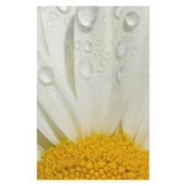Shasta daisy stationery paper