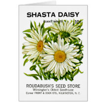 Shasta Daisy Vintage Seed Packet Card