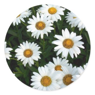 Shasta Daisy ( WestCreek) Sticker
