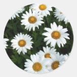 Shasta Daisy ( WestCreek) Sticker