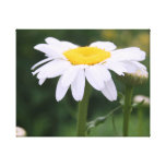 Shasta Daisy With Buds Canvas Print