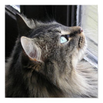 Shasta - In Thought posters by kahmier Shasta - In Thought posters