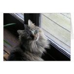 Shasta Pose Card