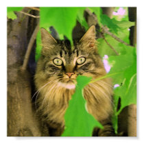 Shasta Tree Climber Print / poster by kahmier Shasta Tree Climber Print / poster