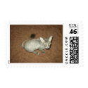 Shaved Pussy postage