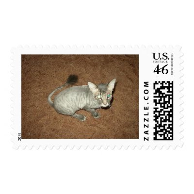 Shaved Pussy Postage Stamp by AmandaBB Poor Casey had ringworm and had to 