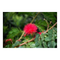 Shaving Brush Tree posters