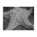 She sells seashells by the seashore postcards by gapgirl1601 She sells seashells by the seashore postcards