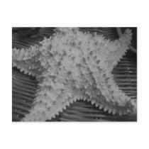 She sells seashells by the seashore postcards by gapgirl1601 She sells seashells by the seashore postcards