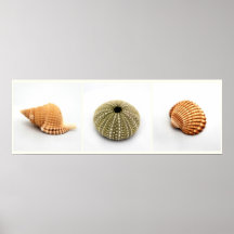 She Sells Seashells Poster