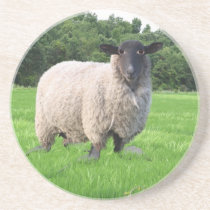 Sheal Coaster