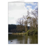 Shear Water 1 Greeting Cards