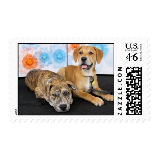 Sheeba and Dolly - Labrador and Pitbull Mix stamp