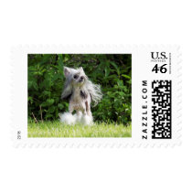 Sheeba Looking Up Stamp