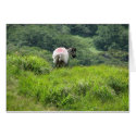 Sheep 1 cards