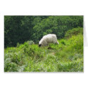 Sheep 2 cards by Tessie23 Sheep 2 cards