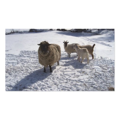 Sheep and Goats in April Snow Business Cards (back side)