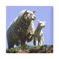 Sheep and Lamb Magnet magnets