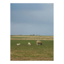 Sheep and Lambs in Meadow Poster Art Print