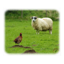 Sheep and Pheasant 9R039D-07 posters by TraffordPhotos Sheep and Pheasant 9R039D-07 posters