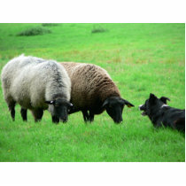 Sheep And Sheep Dog photo sculptures