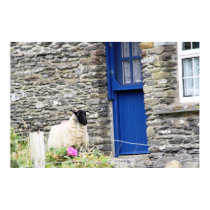 Sheep and the blue door. posters