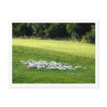 Sheep at Sleep Postcard