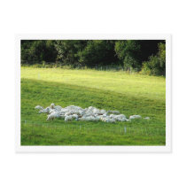 Sheep at Sleep Postcard