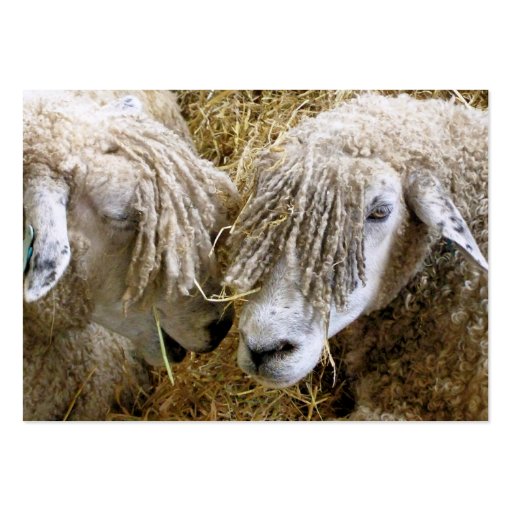 SHEEP BUSINESS CARD