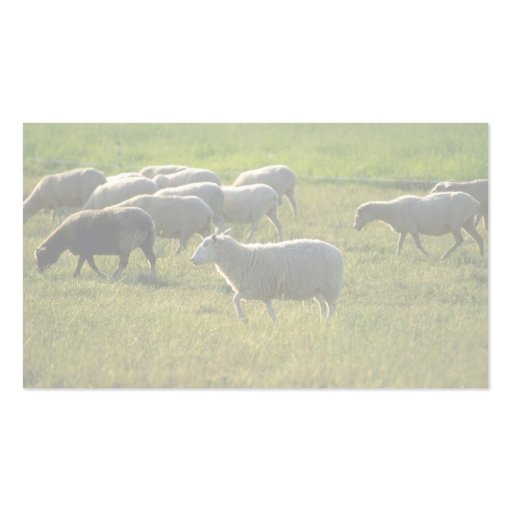 Sheep Business Cards (back side)