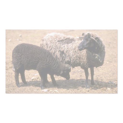 Sheep Business Cards (back side)