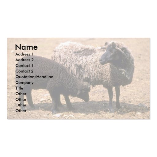 Sheep Business Cards (front side)